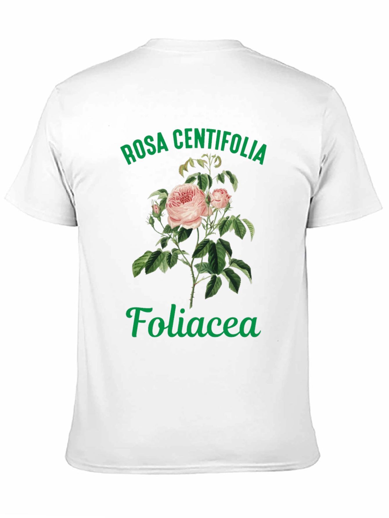 Black Rosa Centifolia Foliacea Graphic Tee view 11